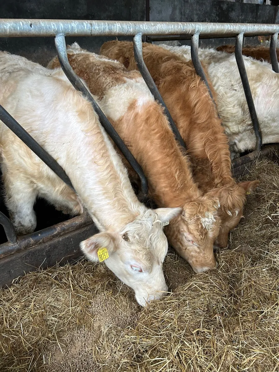Bull weanlings - Image 3