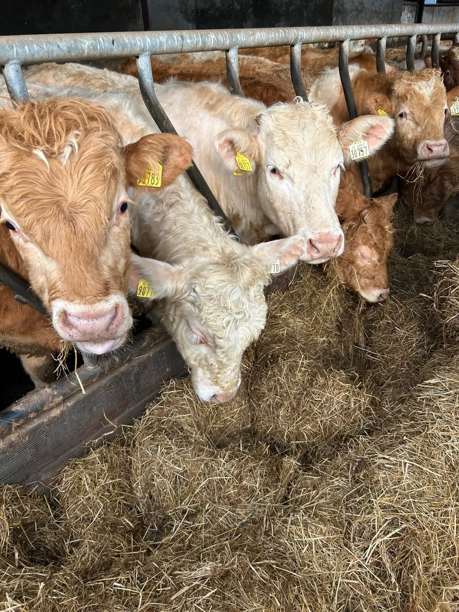 Bull weanlings - Image 1