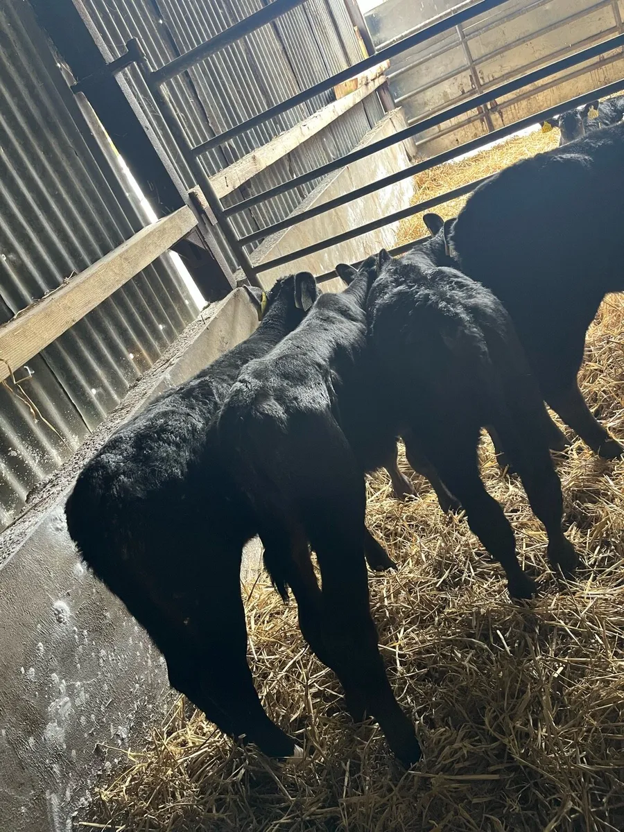10 Angus heifer calves - Image 1