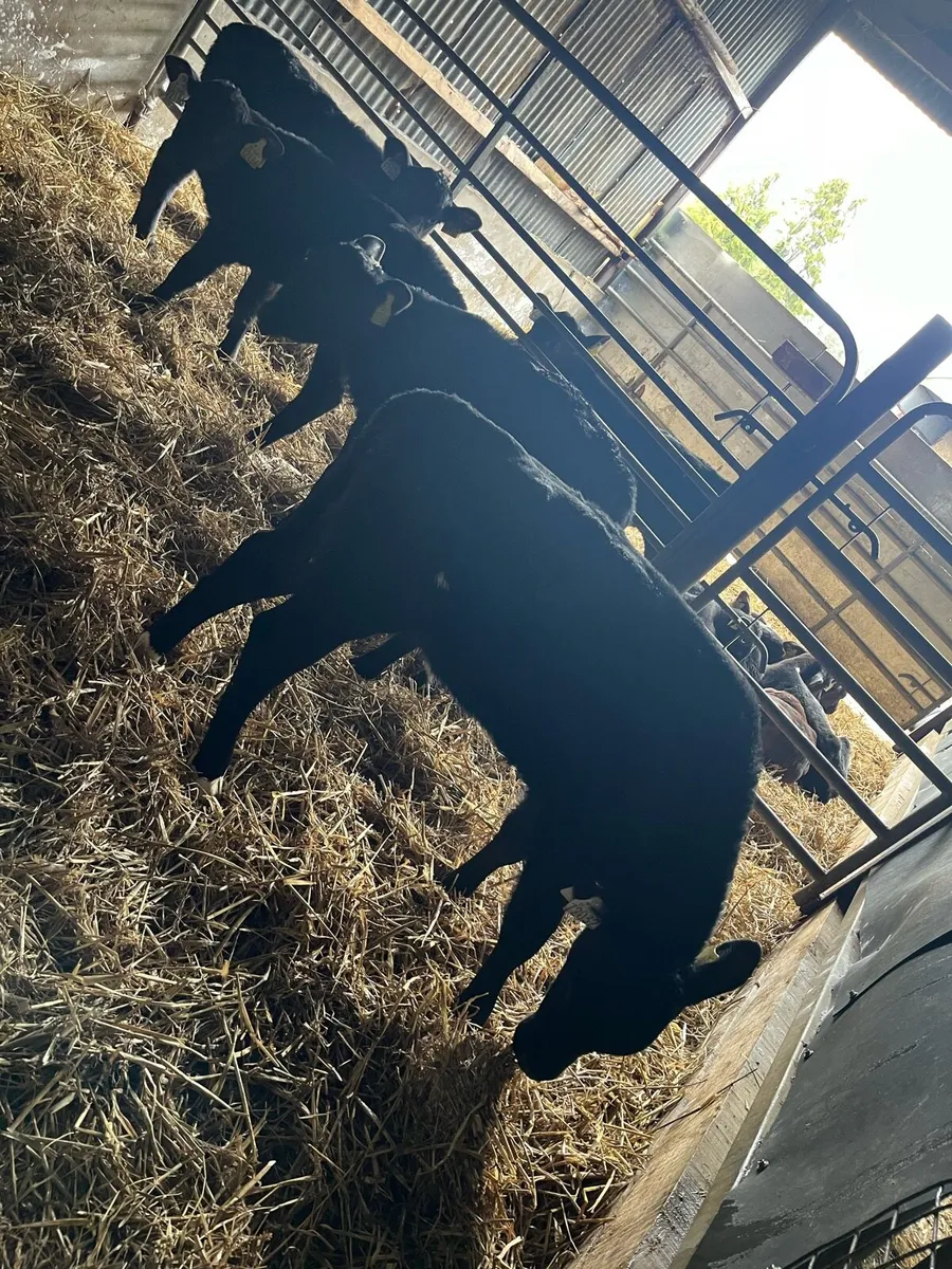 10 Angus heifer calves - Image 2