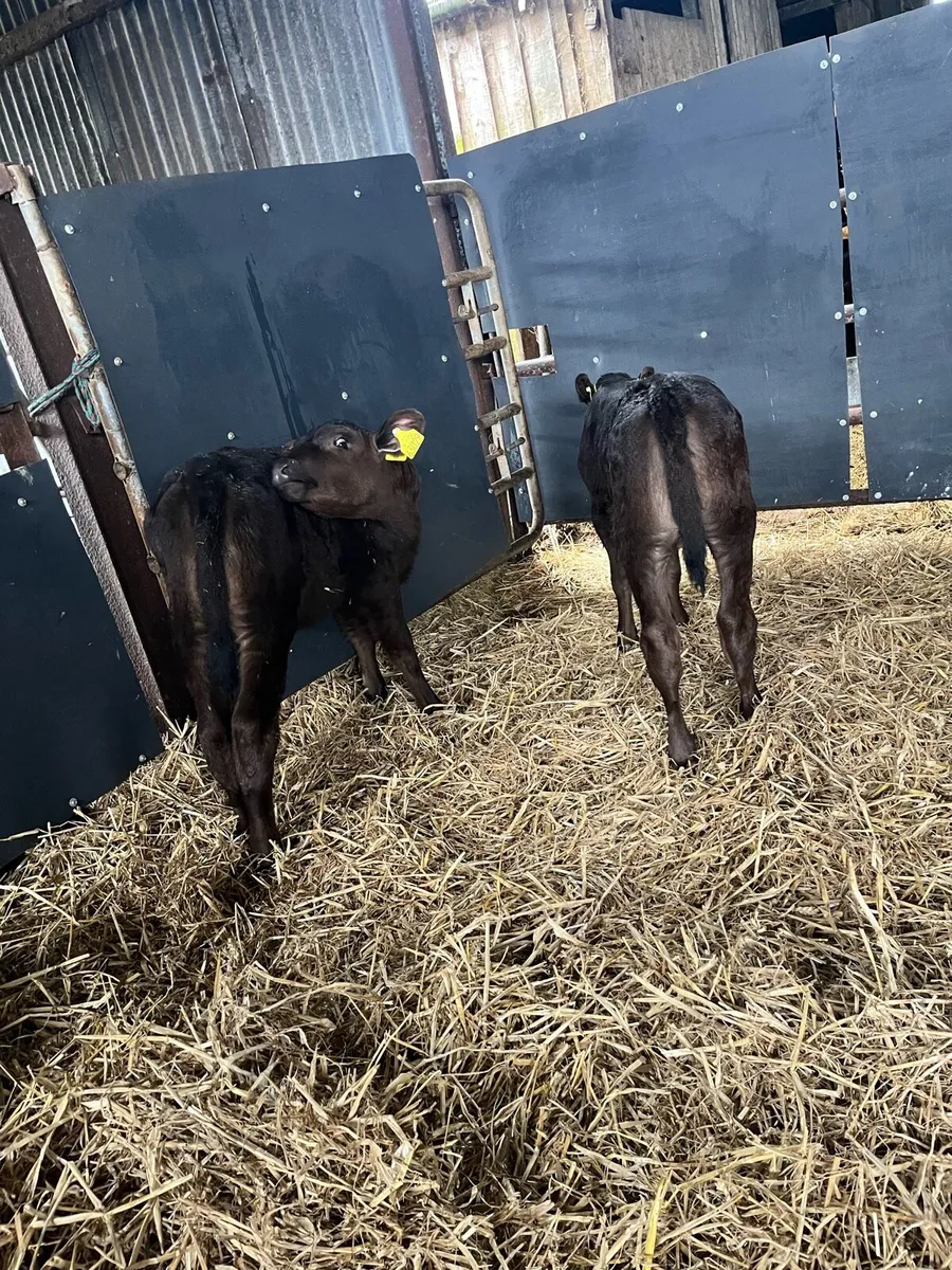 10 Angus heifer calves - Image 3