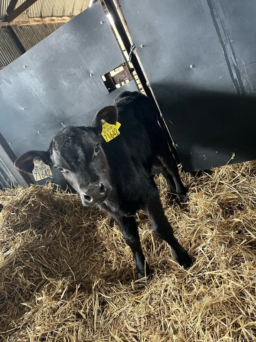 10 Angus heifer calves - Image 4