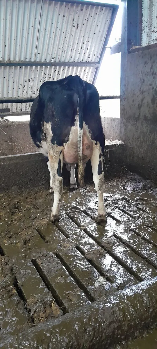 Dairy sale this Friday at noon in New Ross mart - Image 1