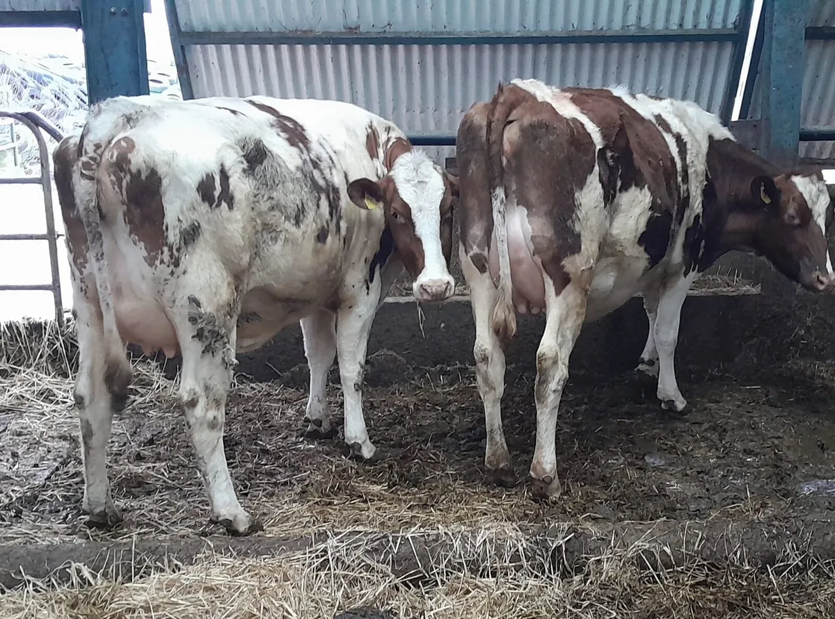 Dairy sale this Friday at noon in New Ross mart - Image 2
