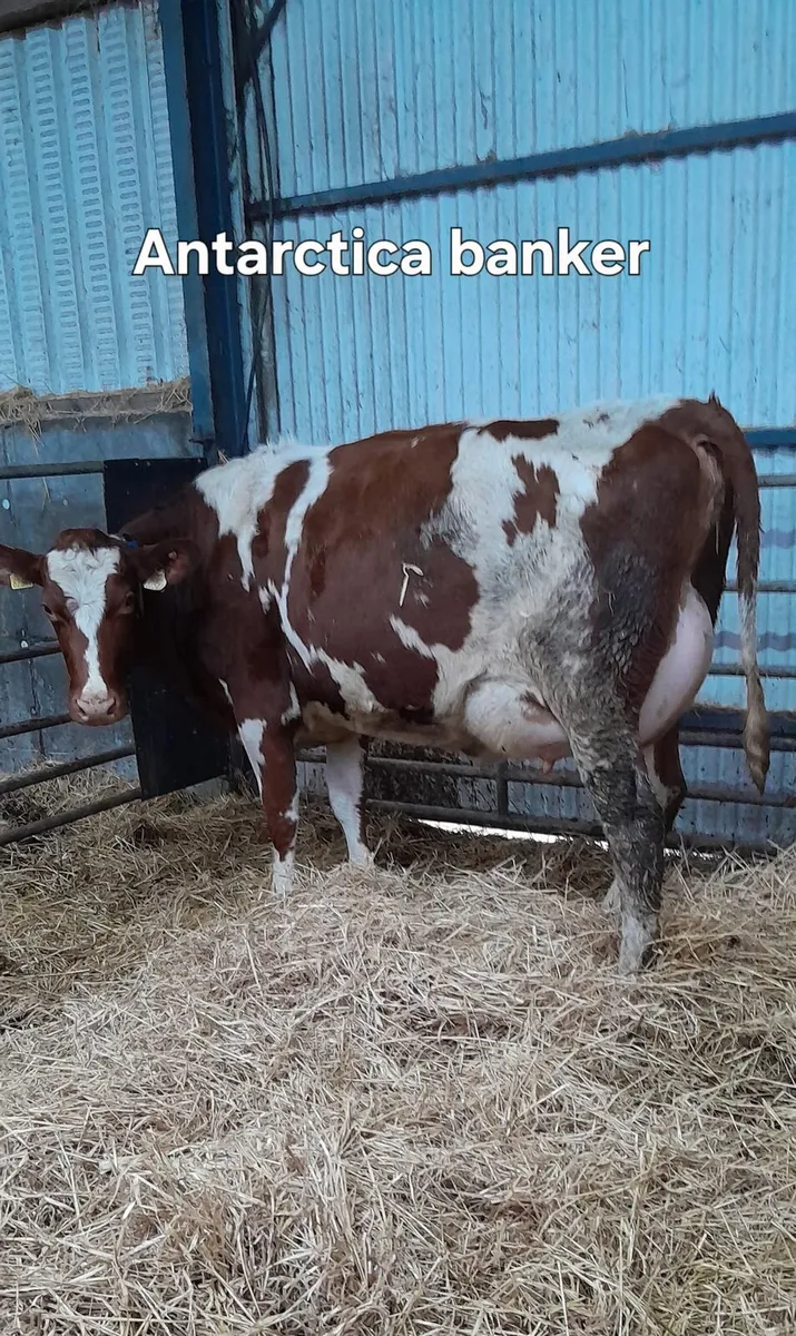 Dairy sale this Friday at noon in New Ross mart - Image 3