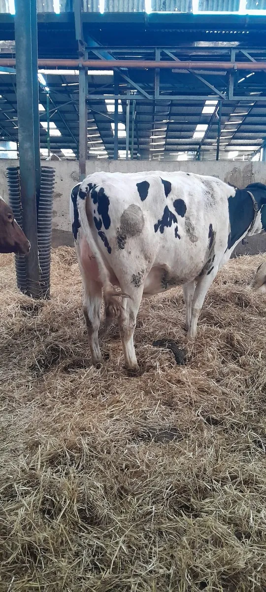 Dairy sale this Friday at noon in New Ross mart - Image 4