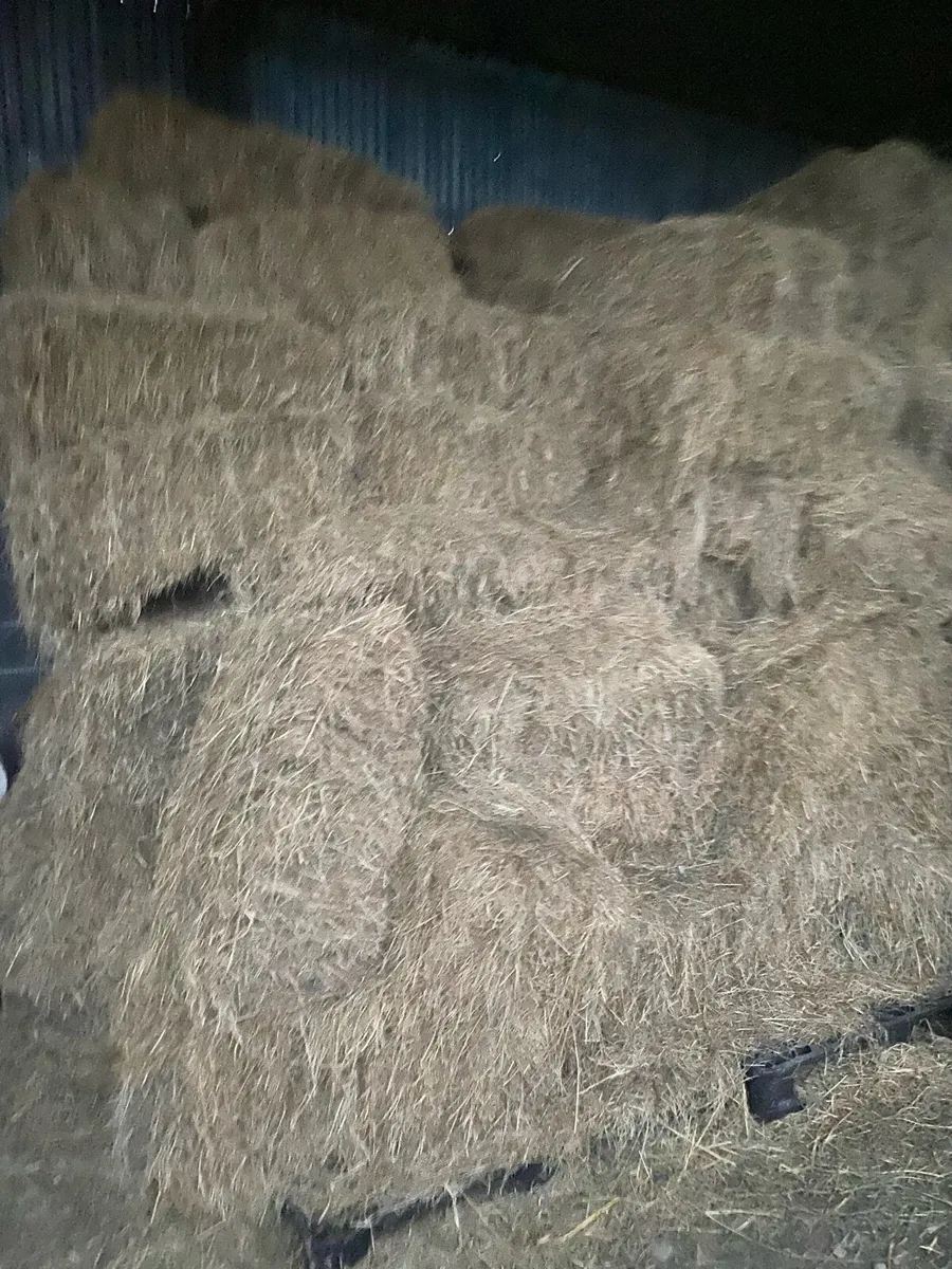 Hay square bales - Image 1