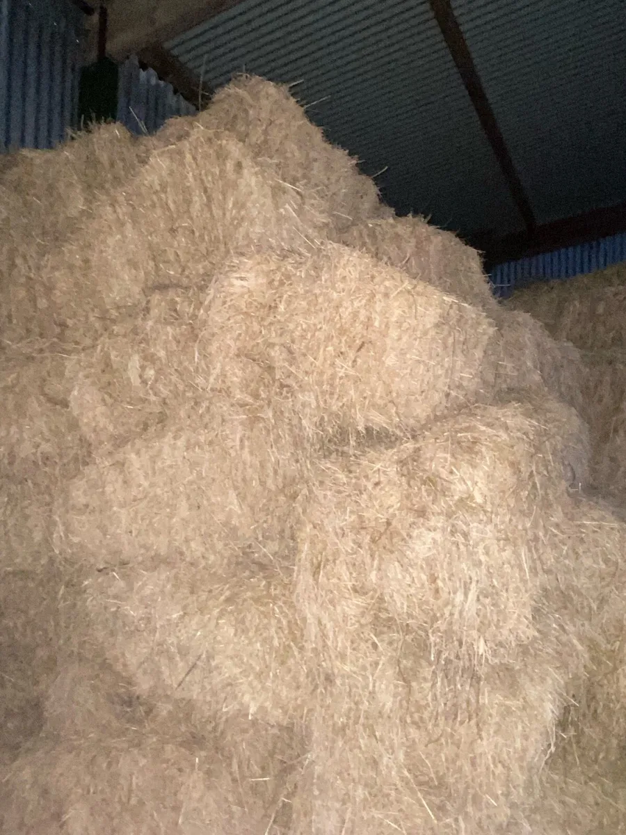 Hay square bales - Image 2