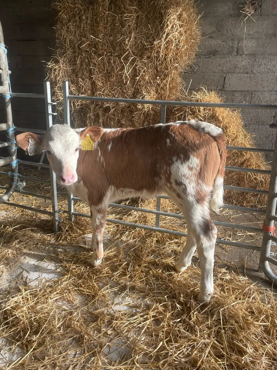 Fresh calves weekly - Image 2