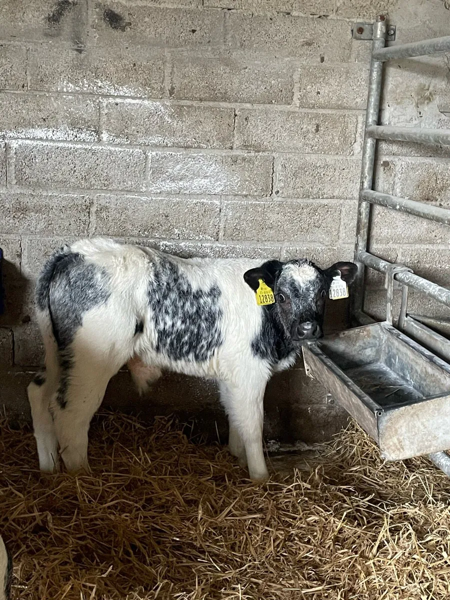 Fresh calves weekly - Image 3