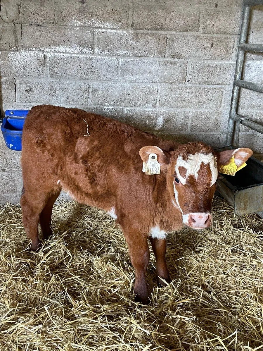 Fresh calves weekly - Image 4