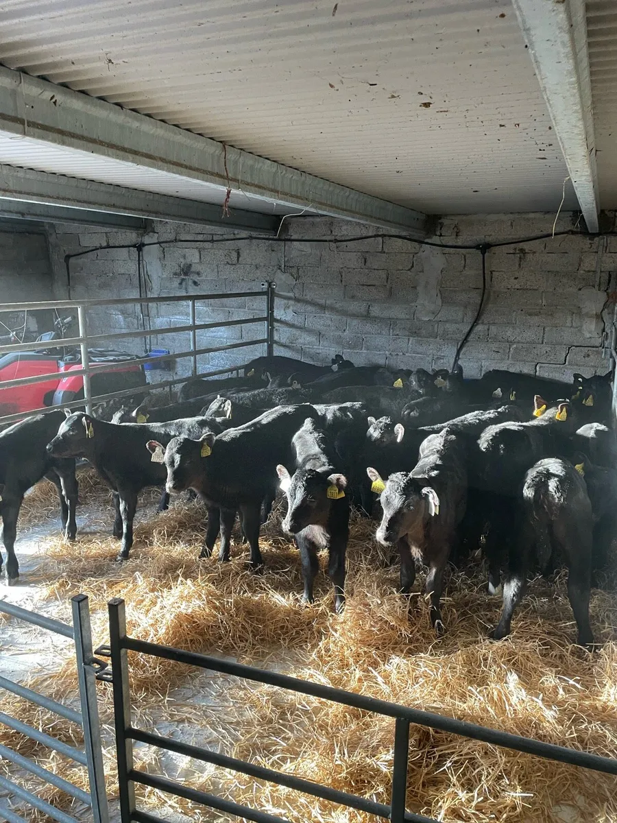 Fresh calves weekly - Image 1