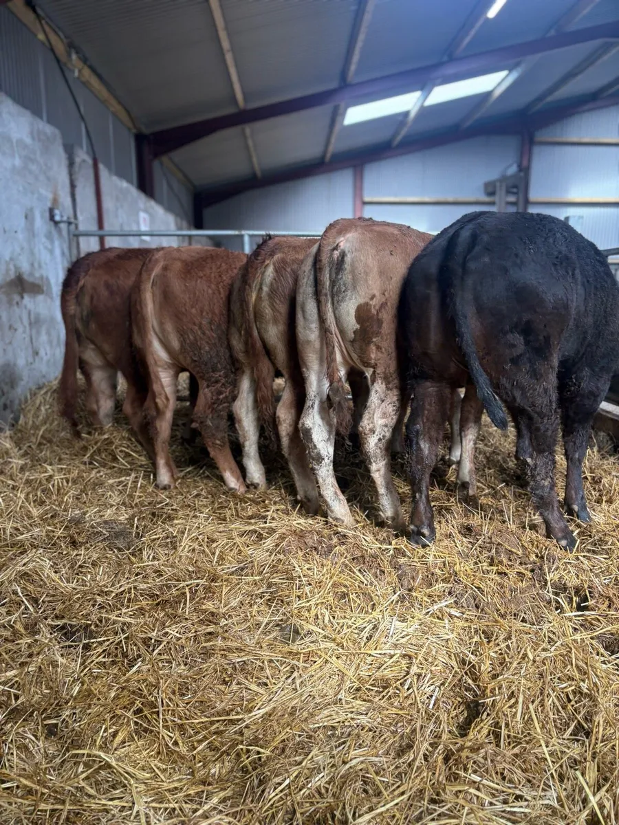 5 x limousin heifers lmx & lm 350kgs - Image 2