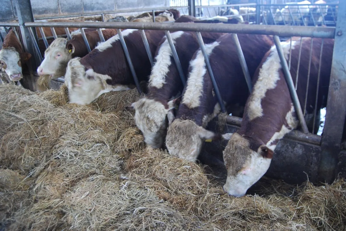 Pedigree Hereford Bulls