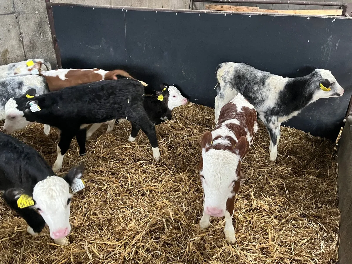 Calves - Image 1