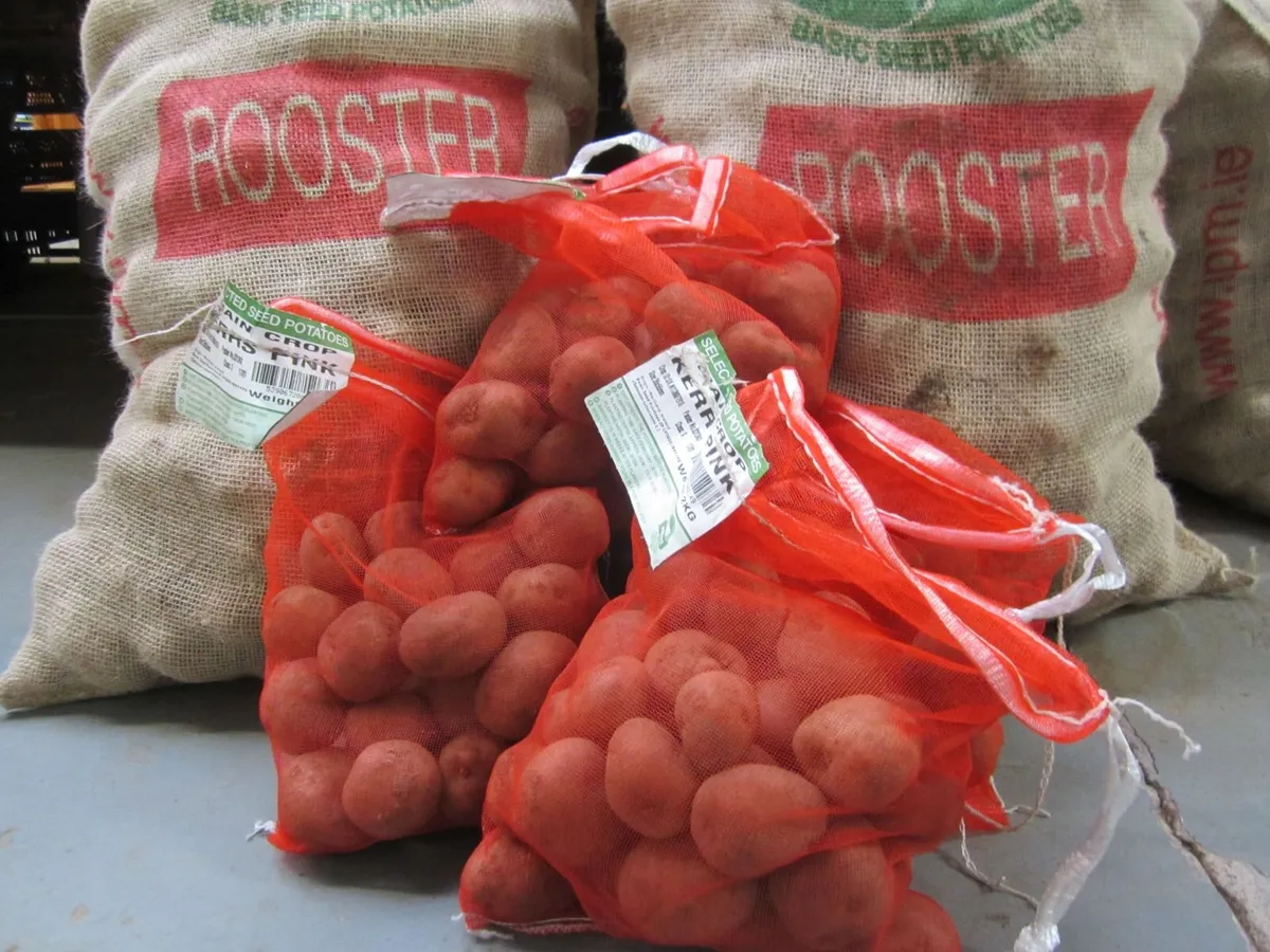 Certified Seed Potatoes - Image 1