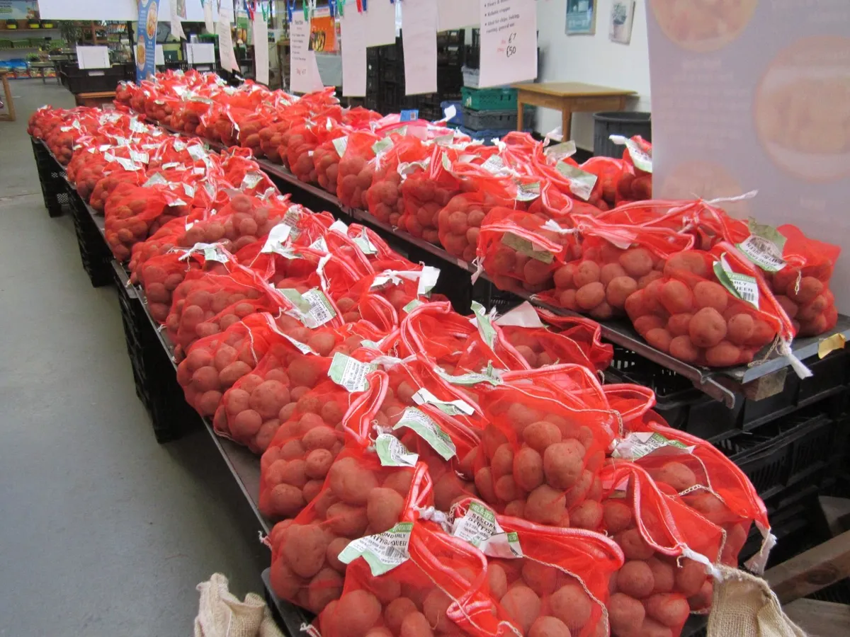 Certified Seed Potatoes - Image 2