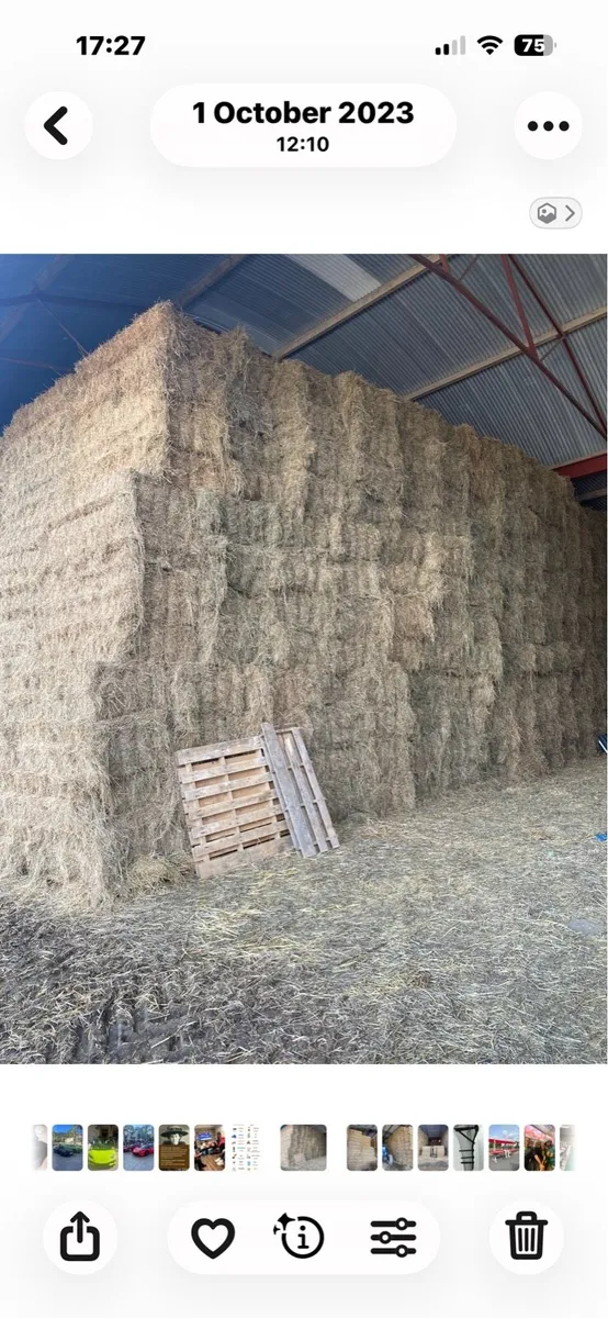 Hay - Image 2