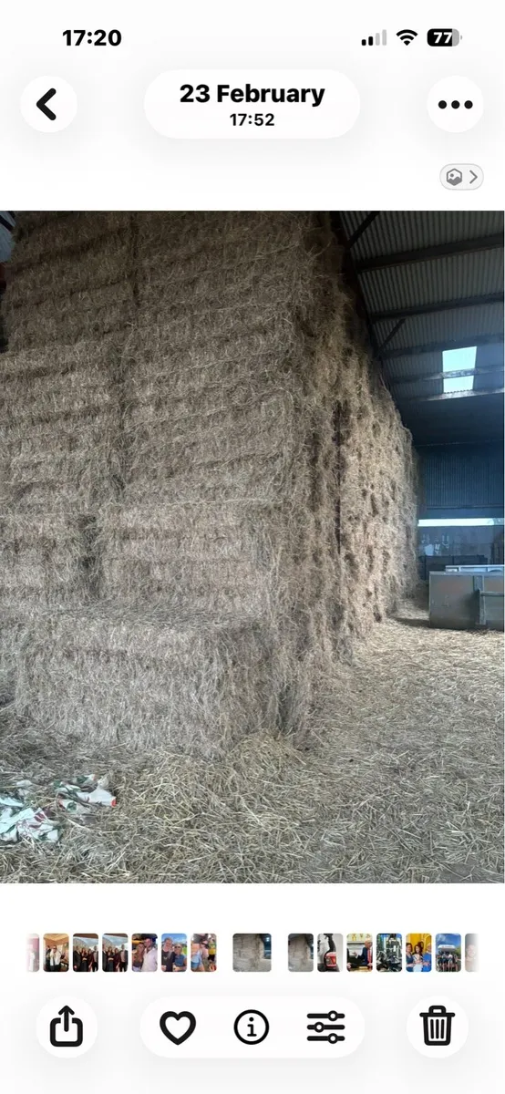 Hay - Image 3