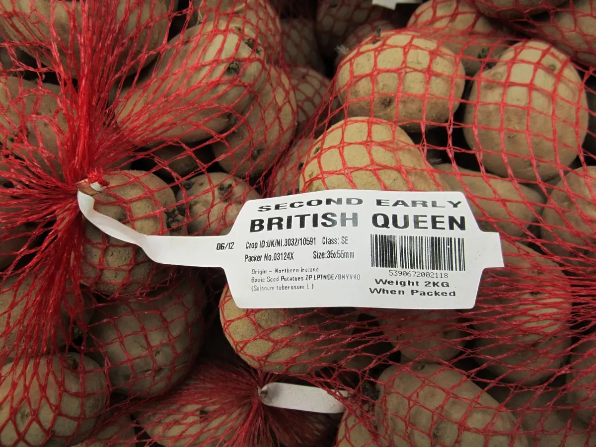 Certified Seed Potatoes - Image 3