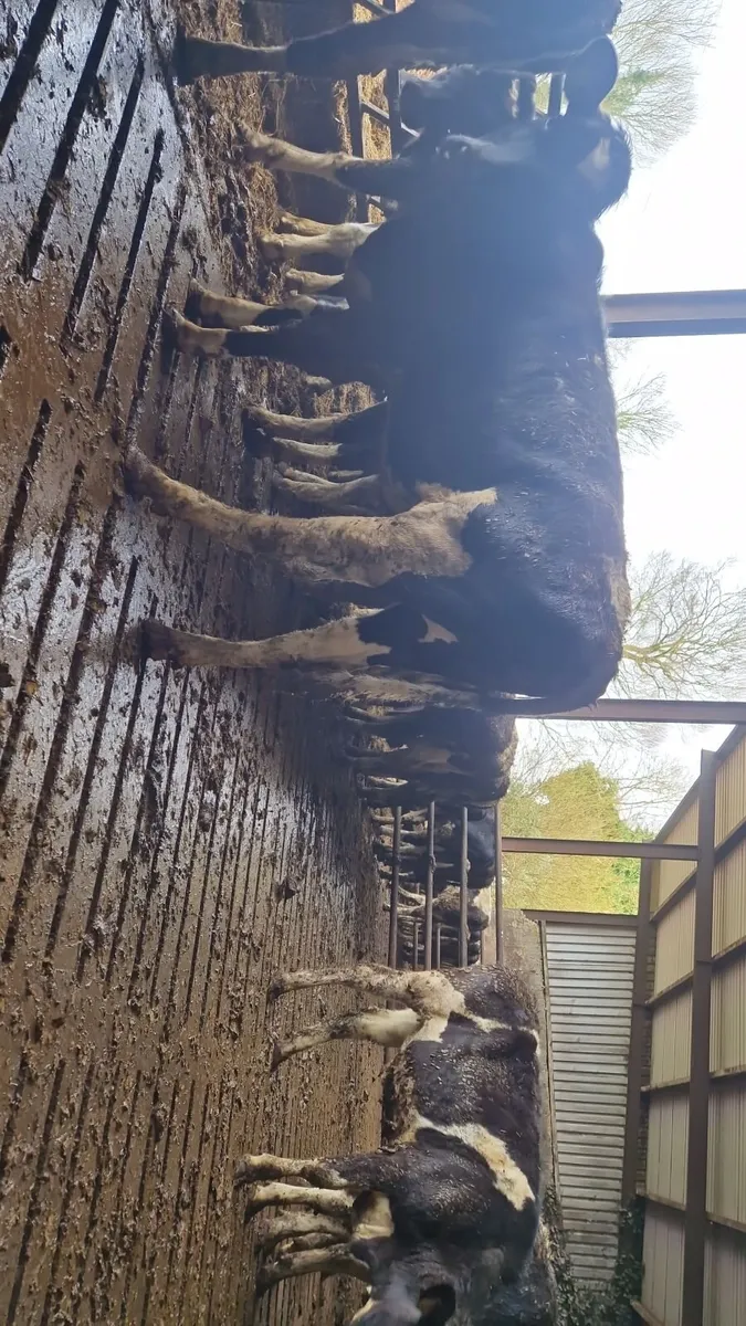 Bulling heifers - Image 2