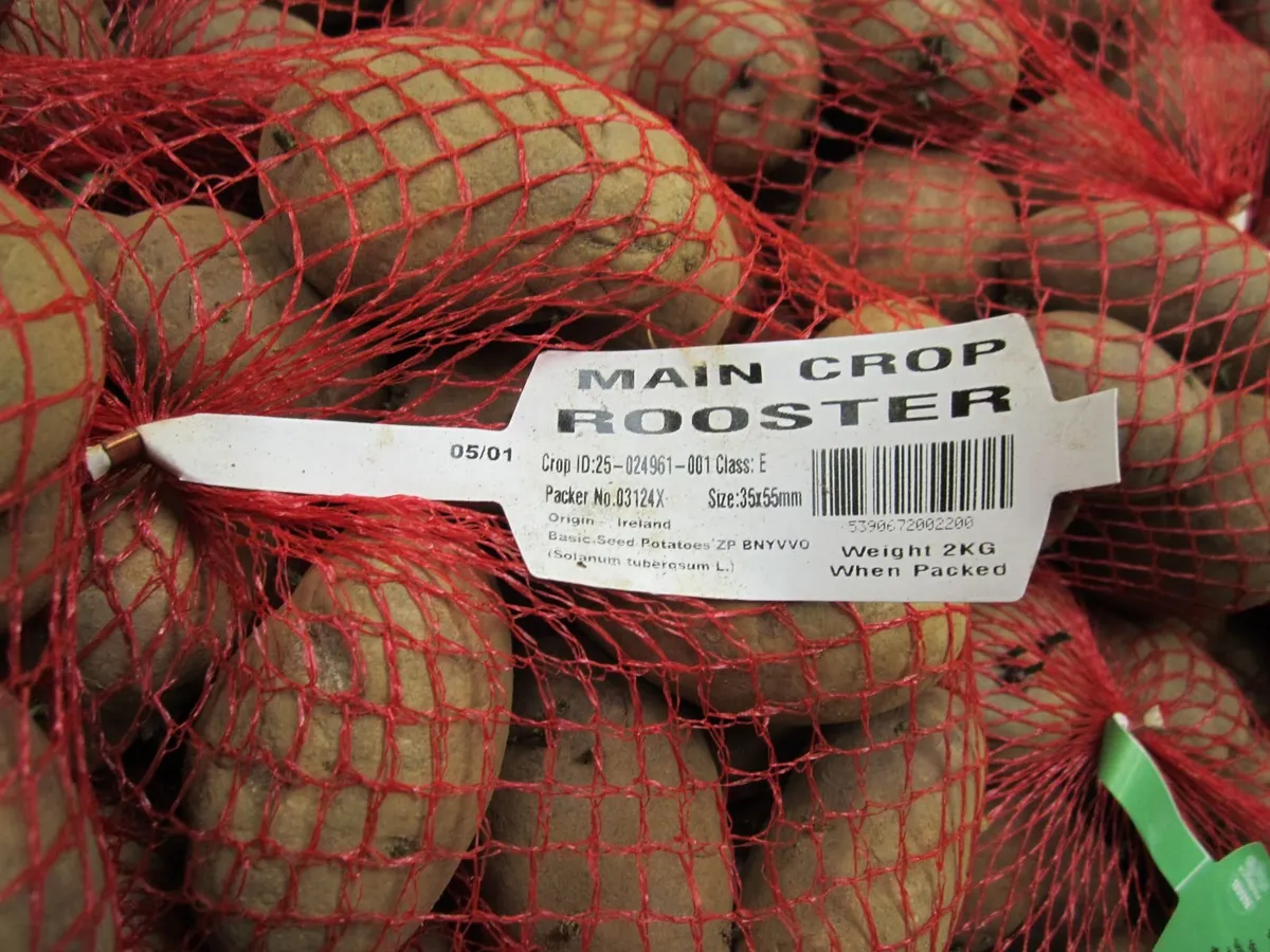 Certified Seed Potatoes - Image 4