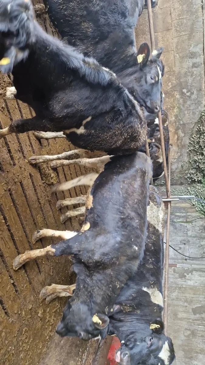 Bulling heifers - Image 3