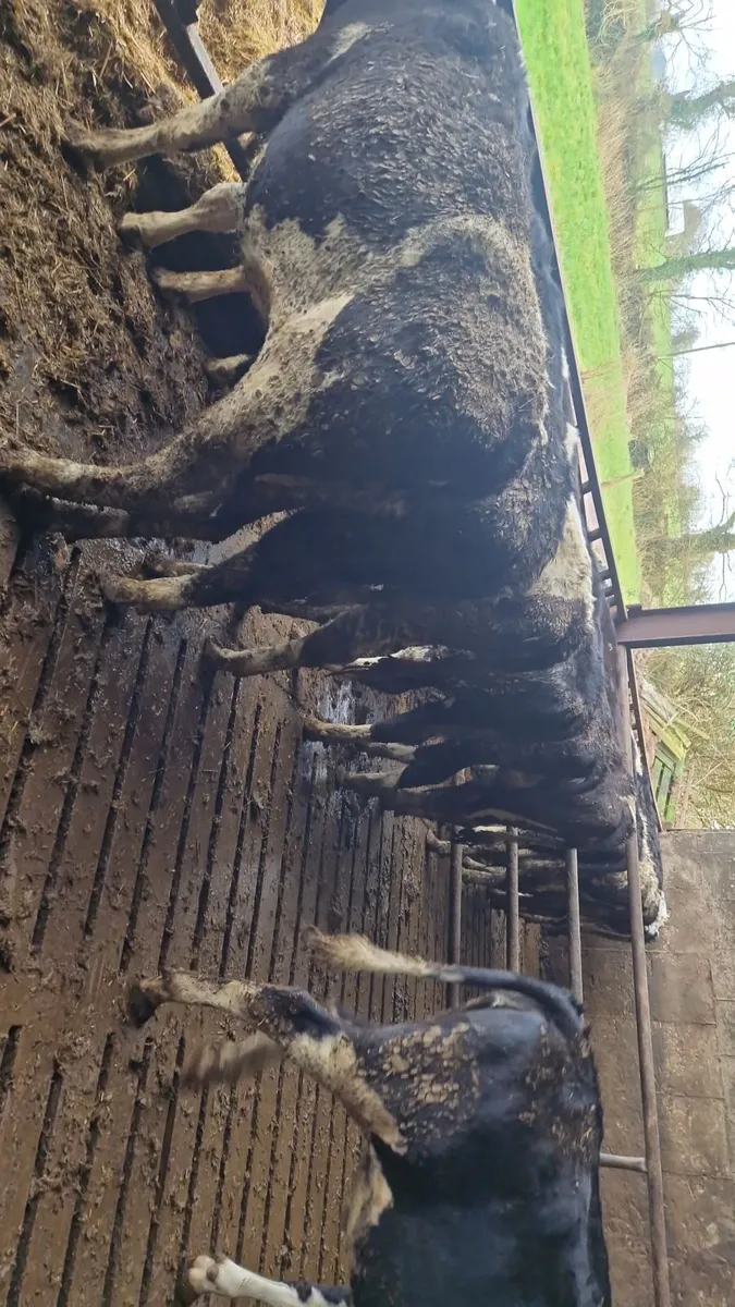 Bulling heifers - Image 4