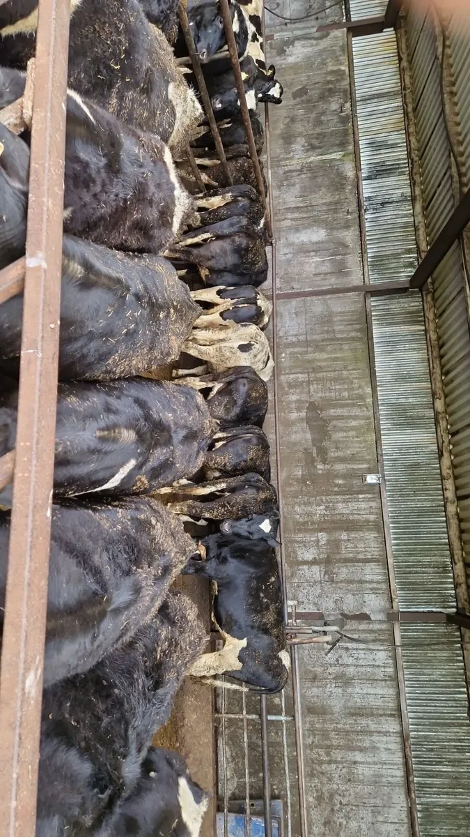 Bulling heifers - Image 1