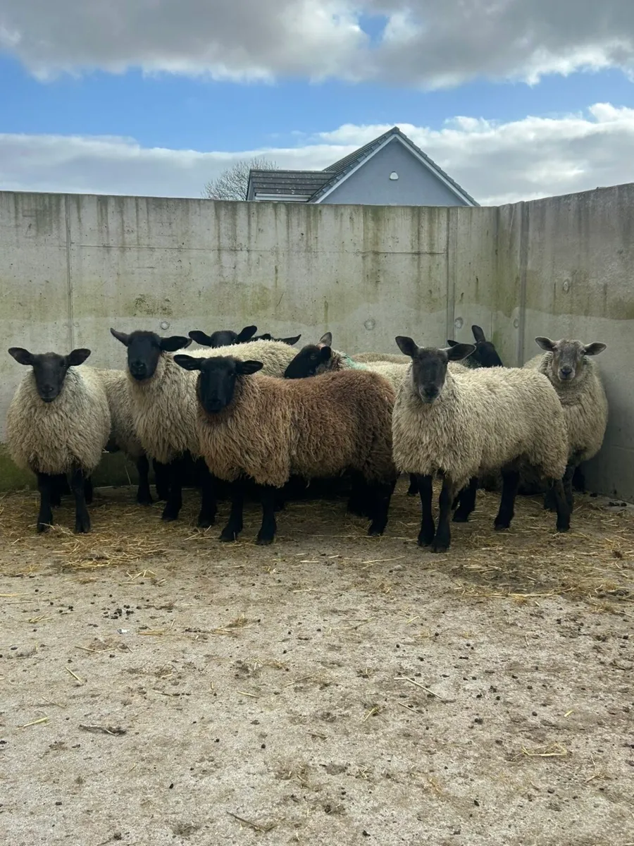 12 Suffolk Dry Hoggets