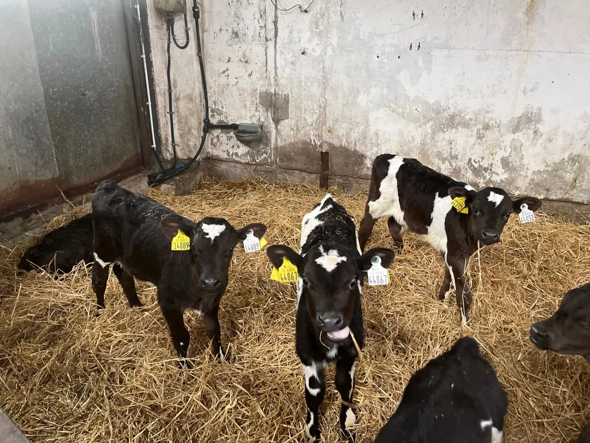 Calves - Image 4