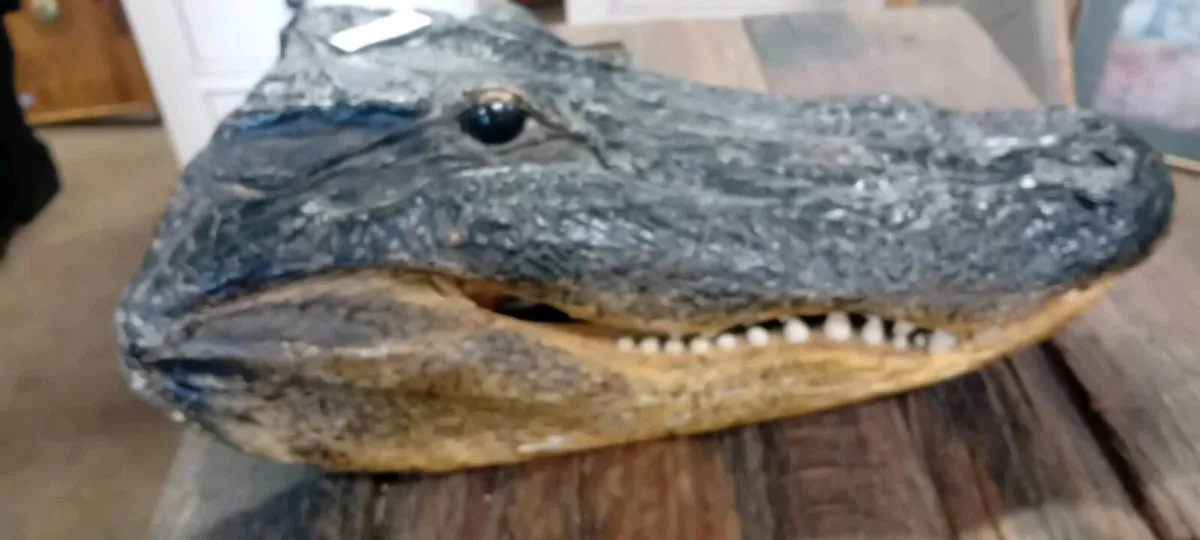 Taxidermy Alligators Head - Image 1