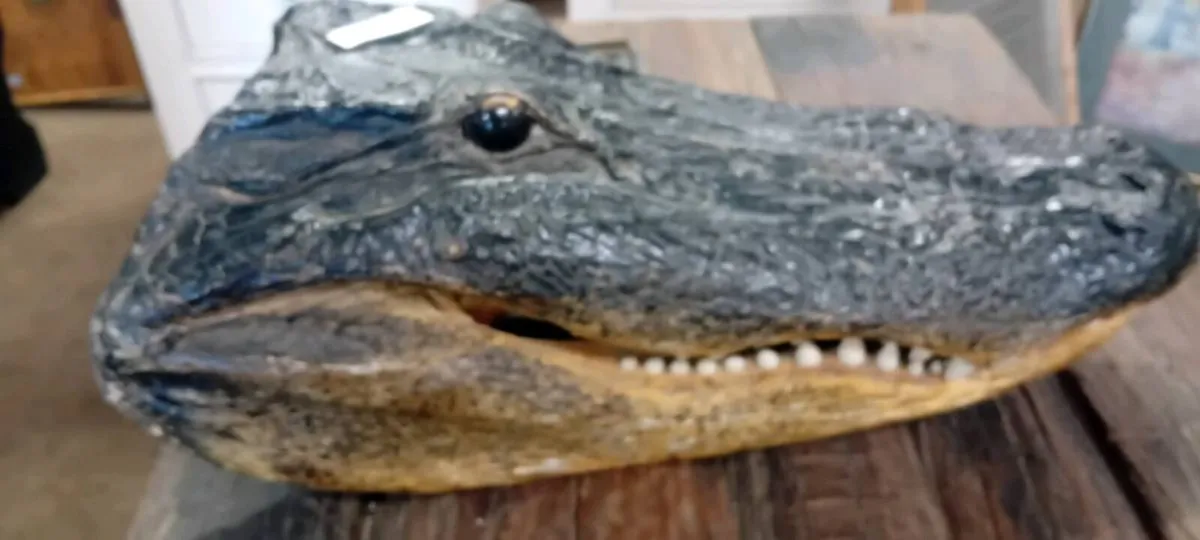 Taxidermy Alligators Head - Image 2