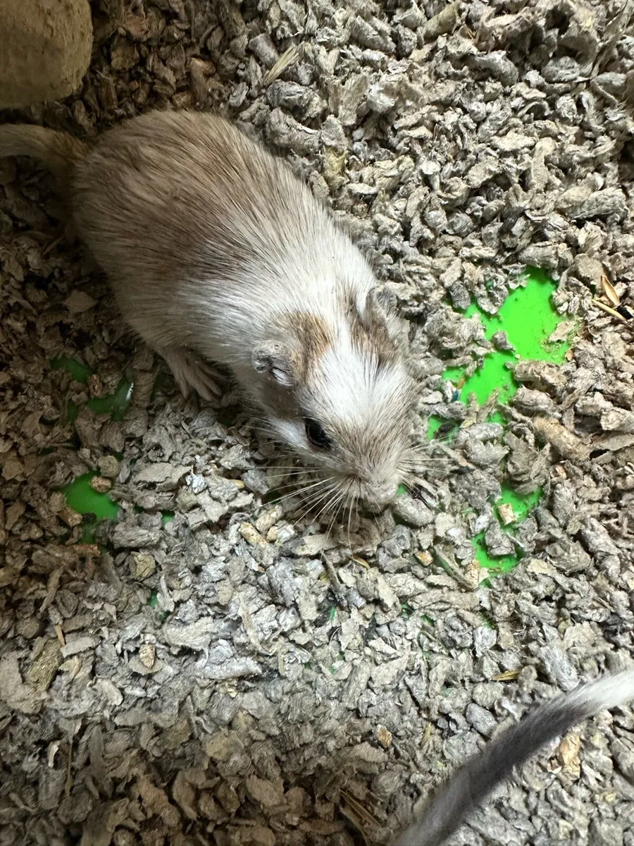 Mongolian Gerbils - Image 1