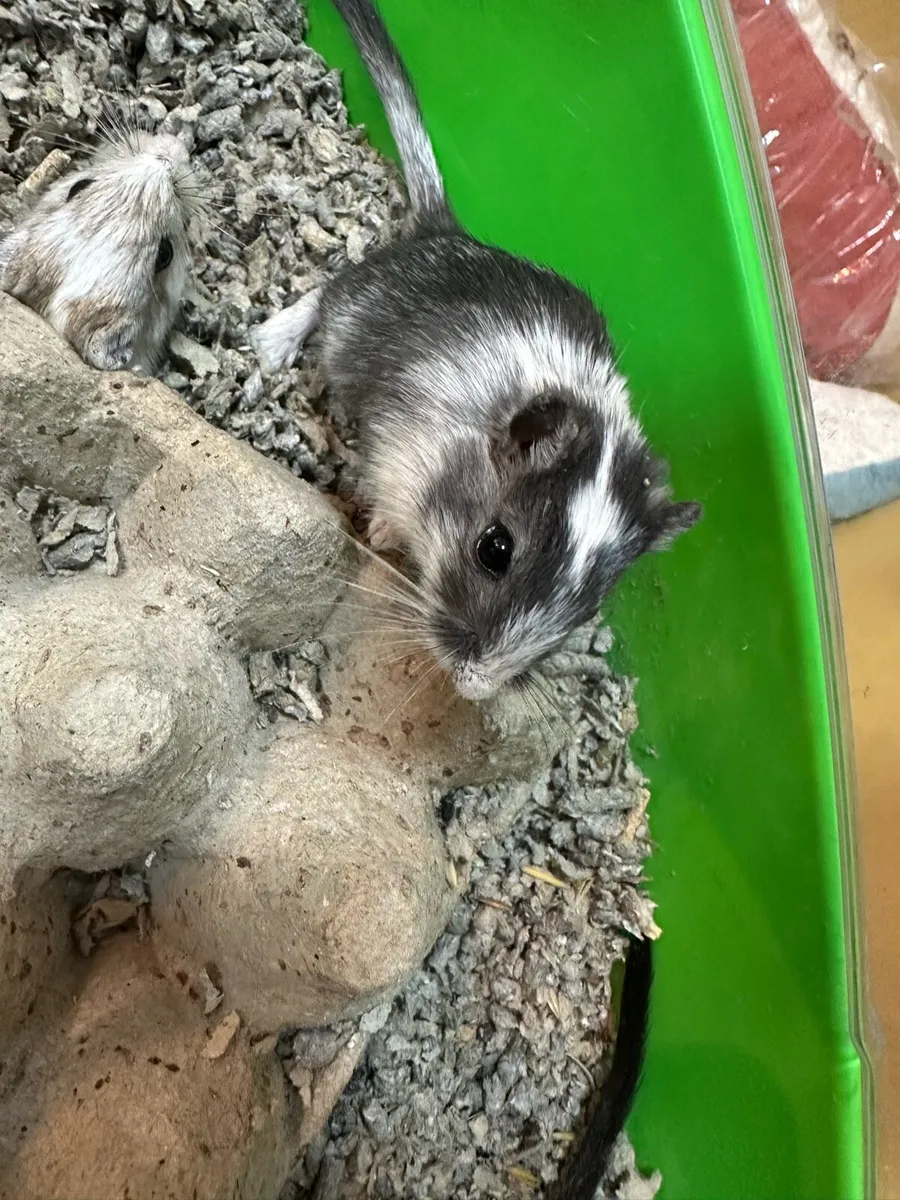 Mongolian Gerbils - Image 2