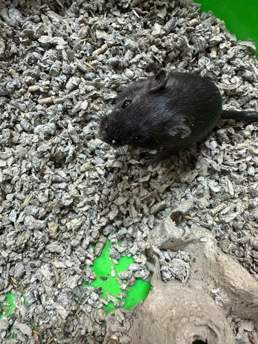 Mongolian Gerbils - Image 3