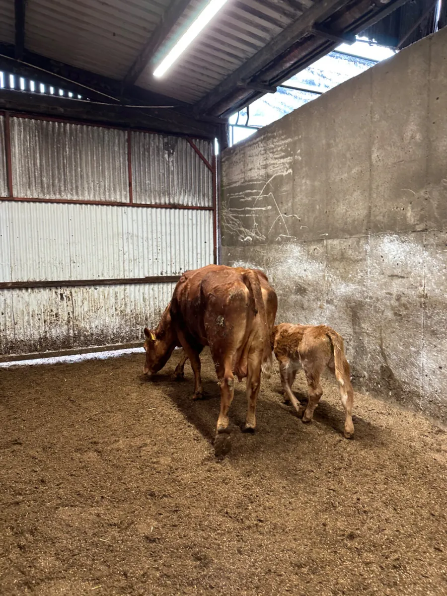 Cow and calve - Image 2