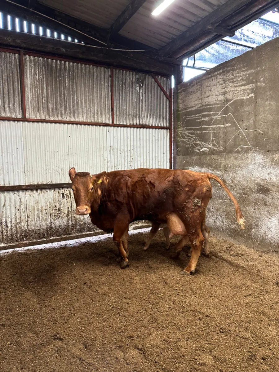 Cow and calve - Image 3