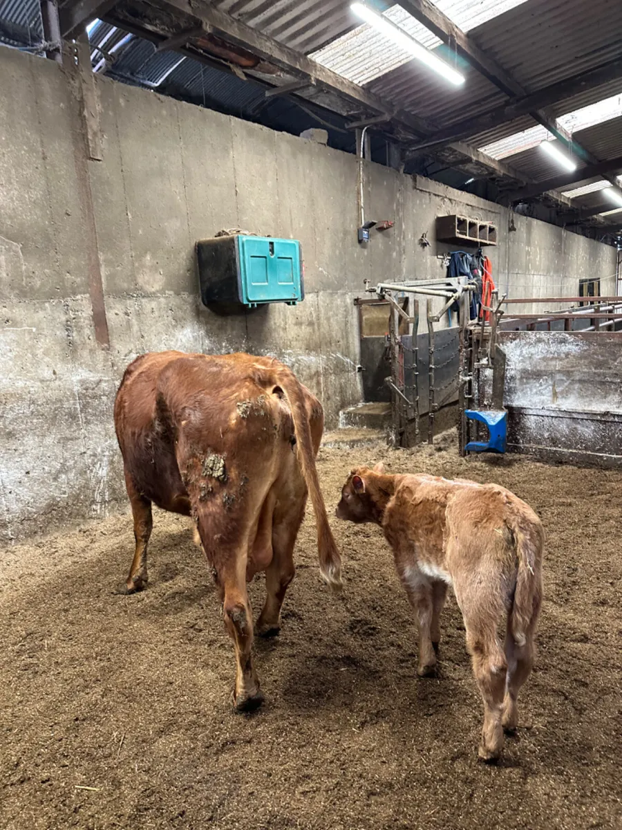 Cow and calve - Image 1