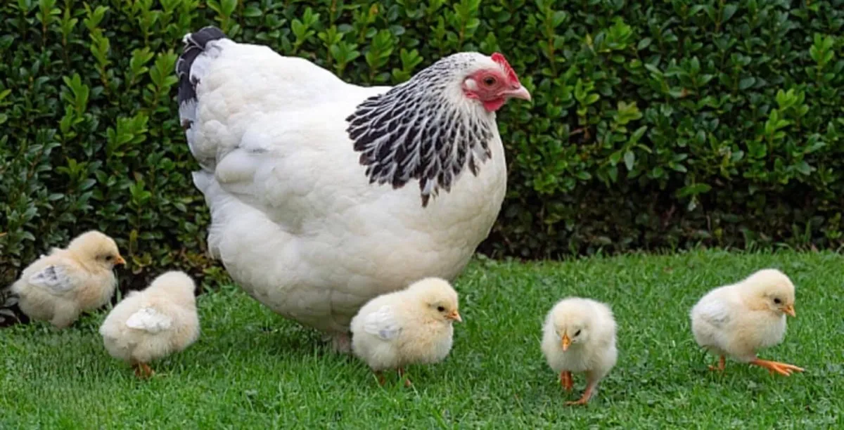 Hatching eggs and day old chicks - Image 1