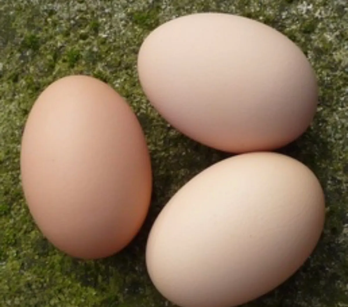 Hatching eggs and day old chicks - Image 2