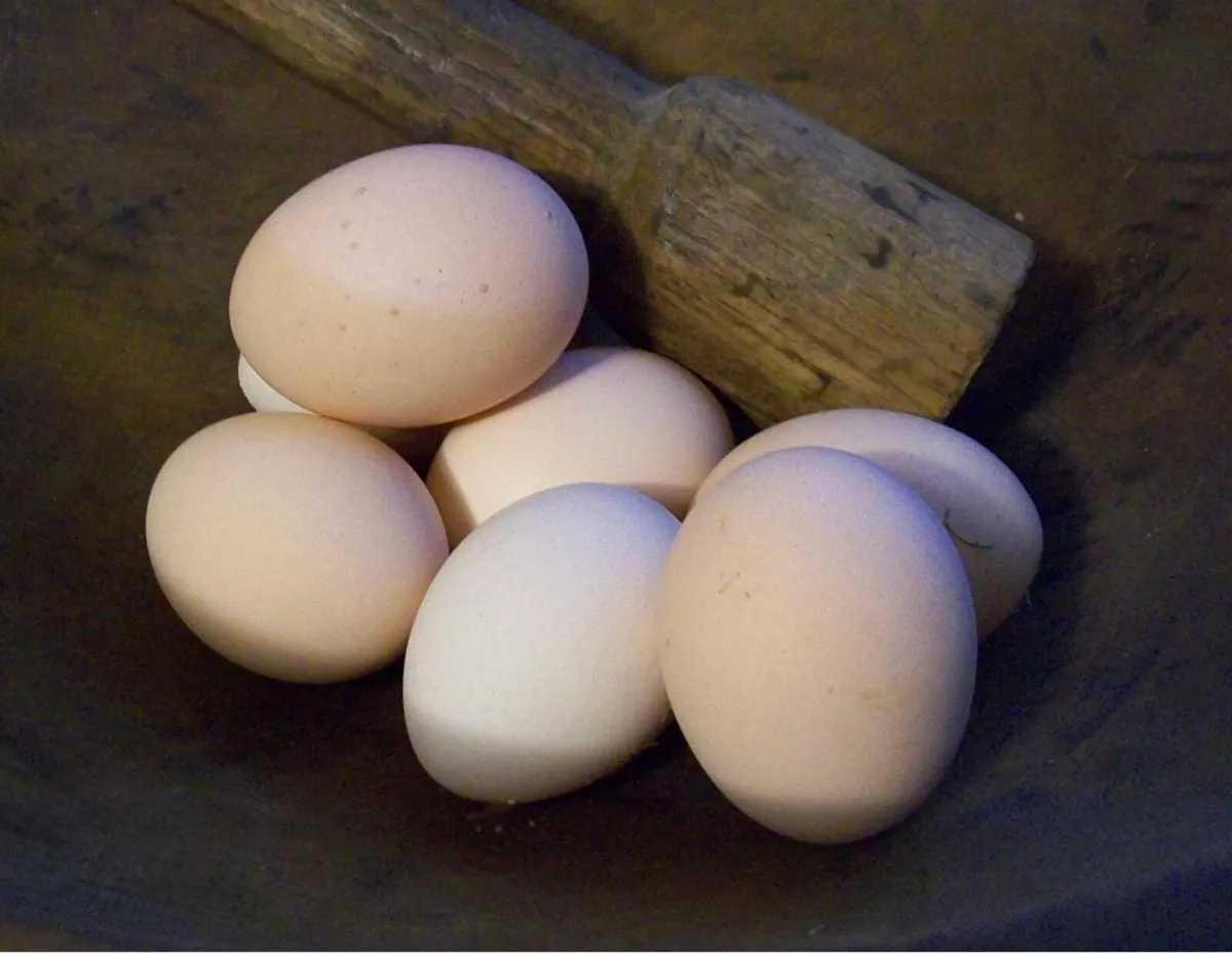 Hatching eggs and day old chicks - Image 3