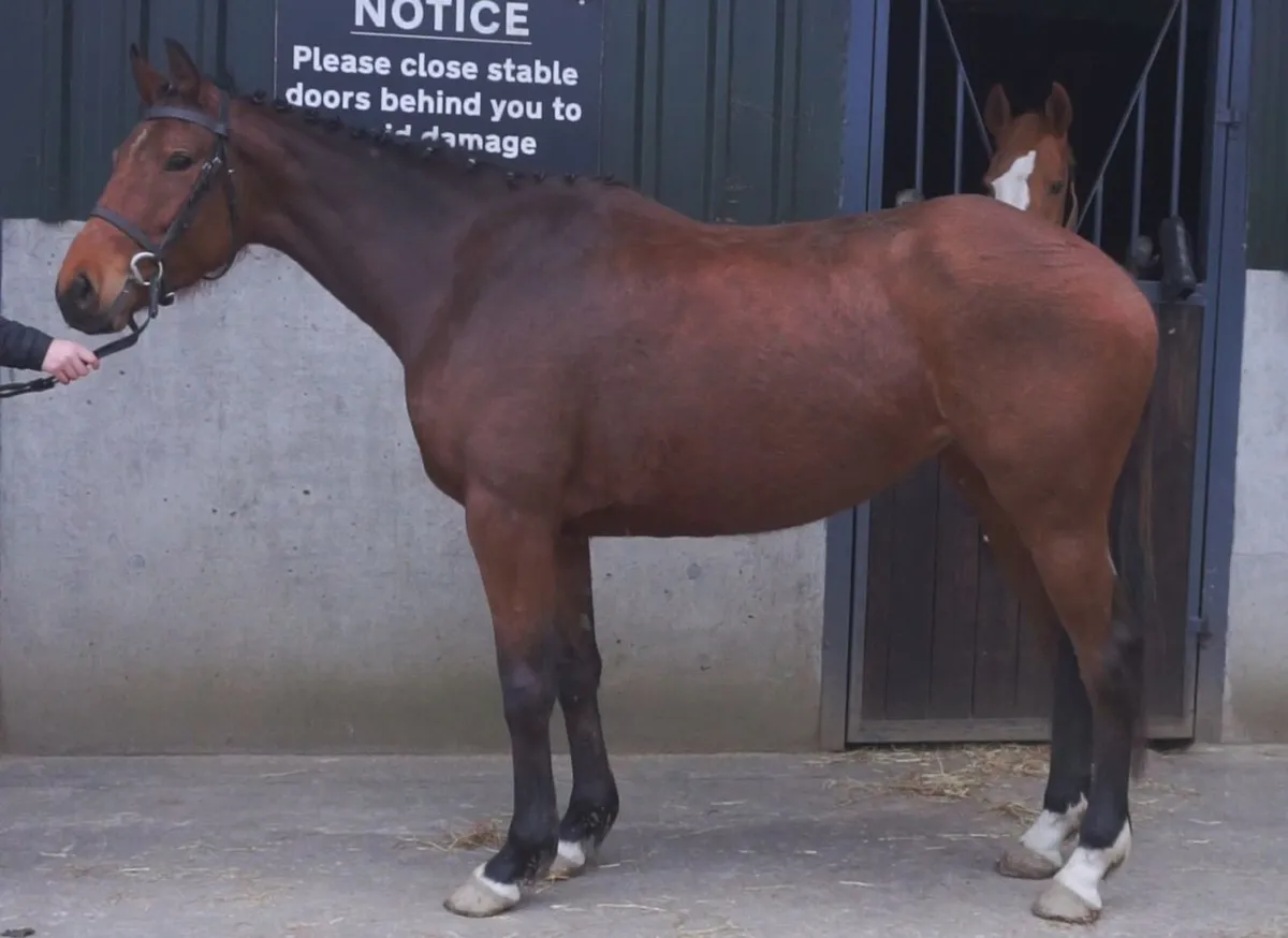 🌟 Top Potential Eventer 🌟 - Image 1