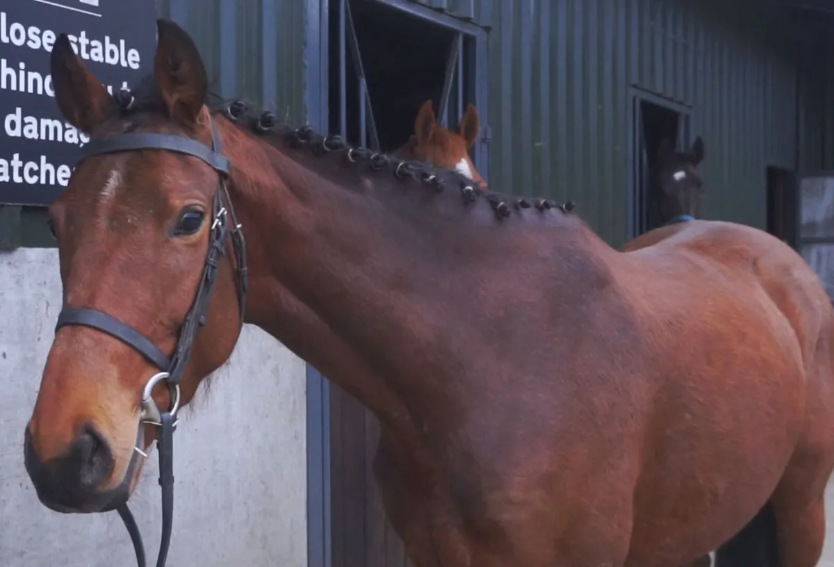 🌟 Top Potential Eventer 🌟 - Image 3