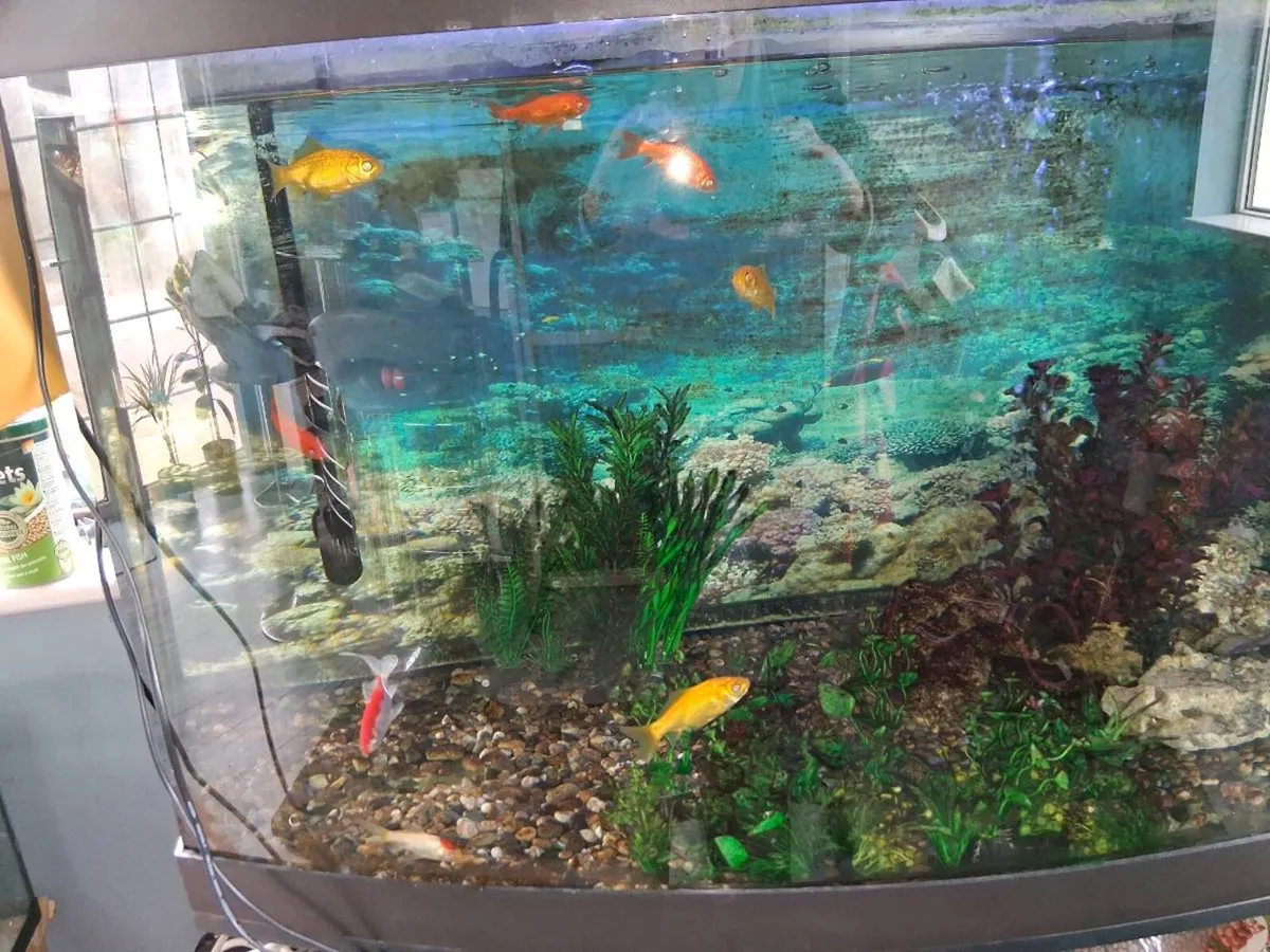 Aquarium 450 litre - Image 2