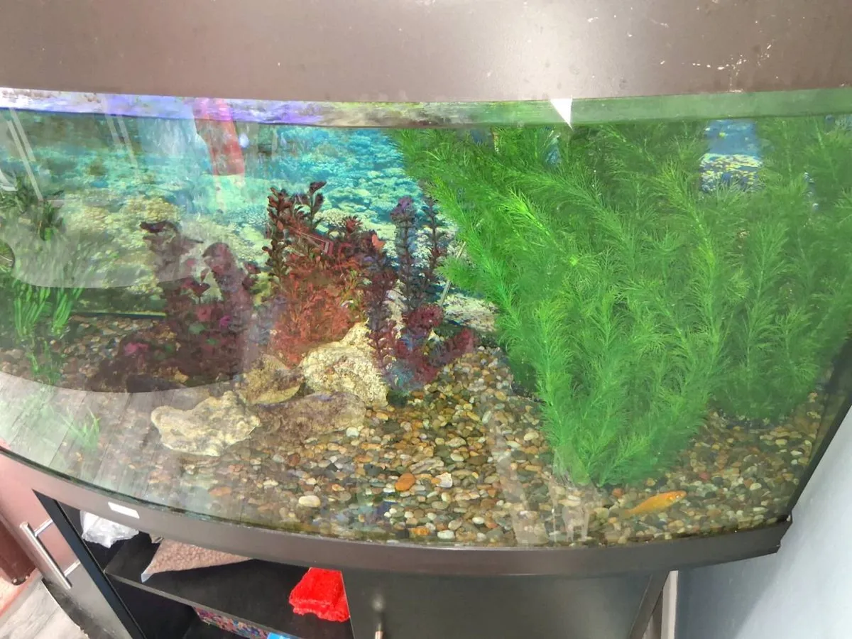 Aquarium 450 litre - Image 3