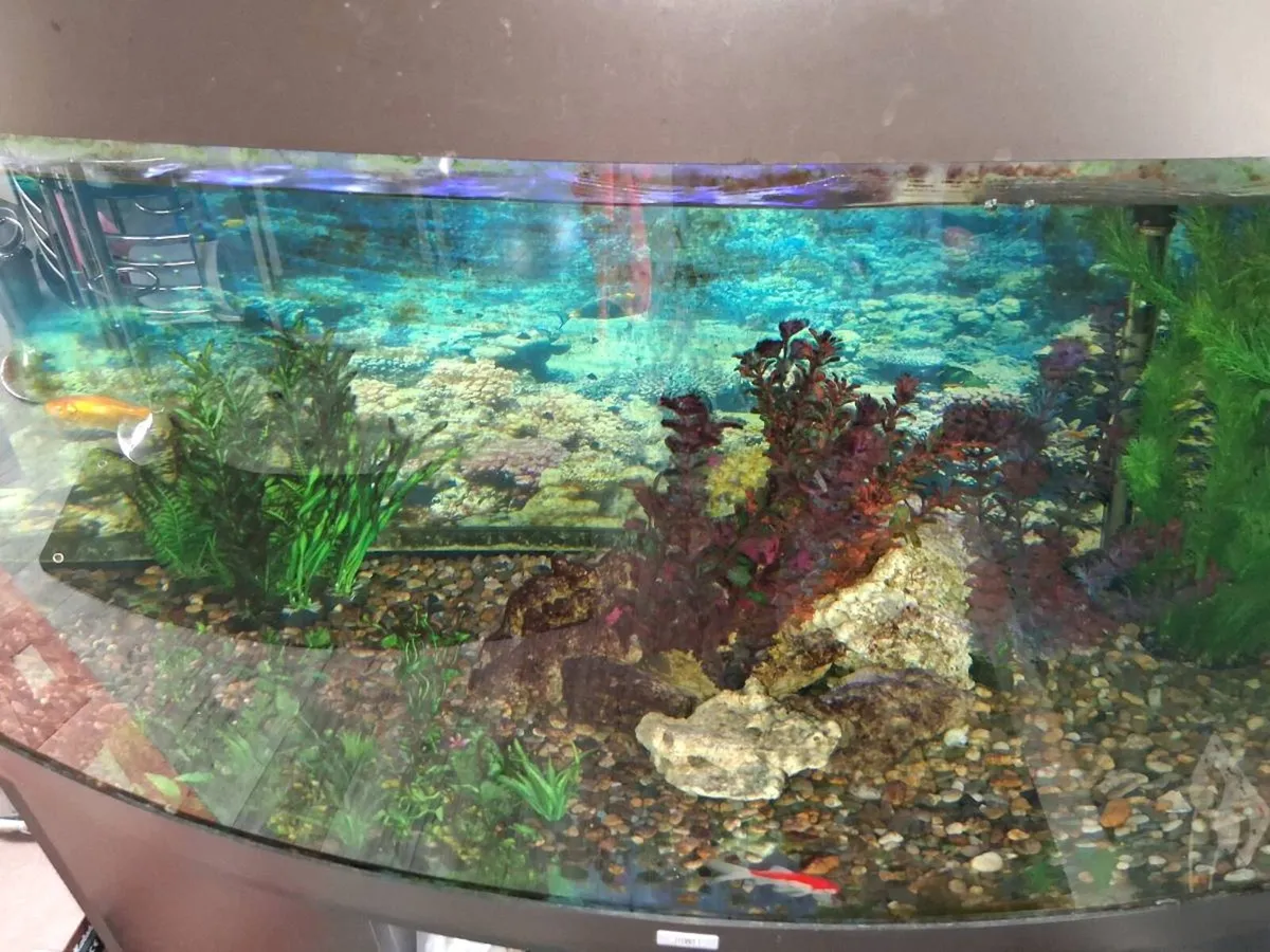 Aquarium 450 litre - Image 4