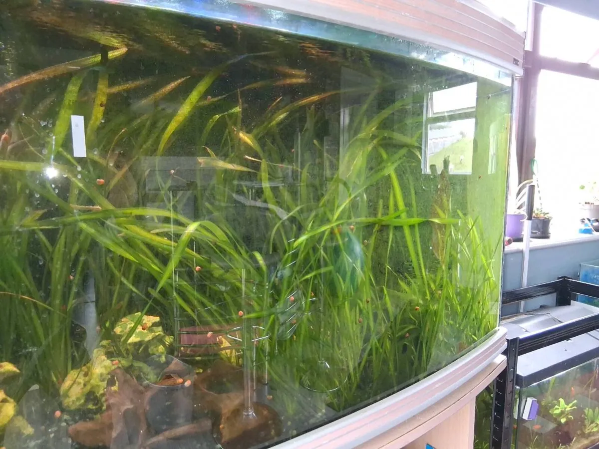350 litre Aquarium - Image 2