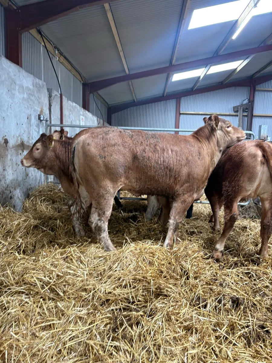 5 x limousin heifers lmx & lm 350kgs - Image 1