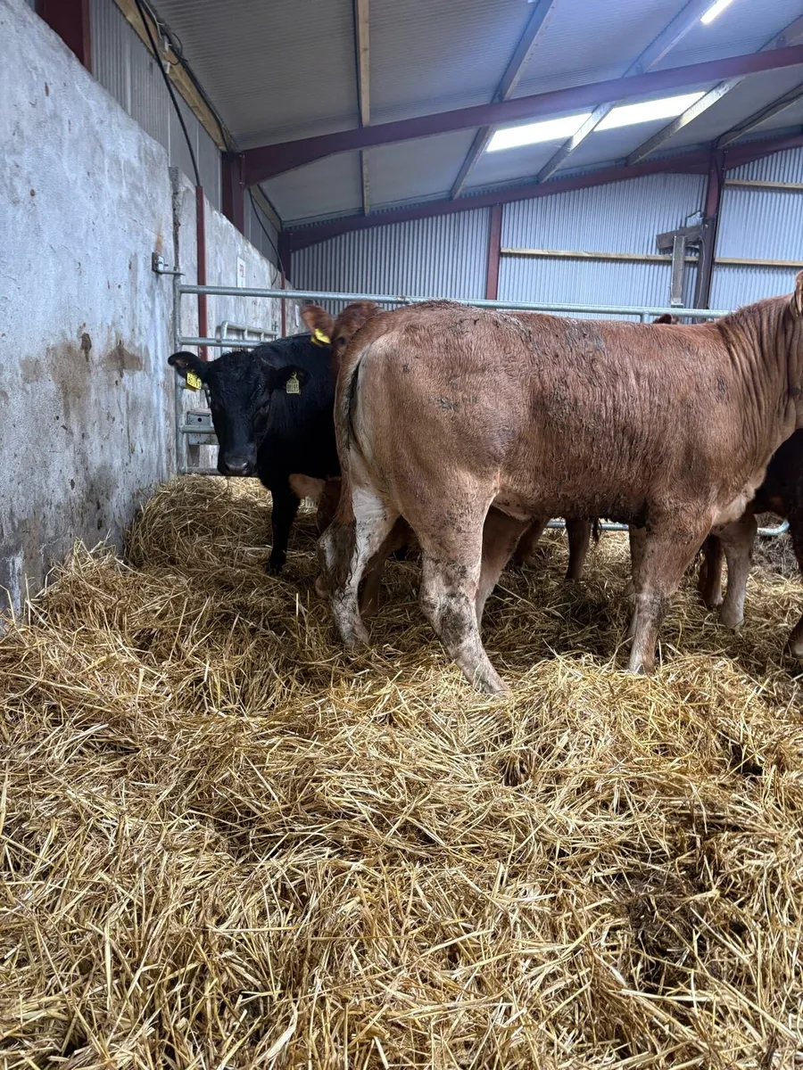 5 x limousin heifers lmx & lm 350kgs - Image 2